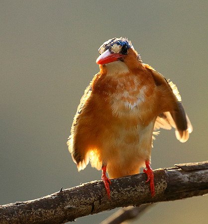 Malachite kingfisher - Malilangwe