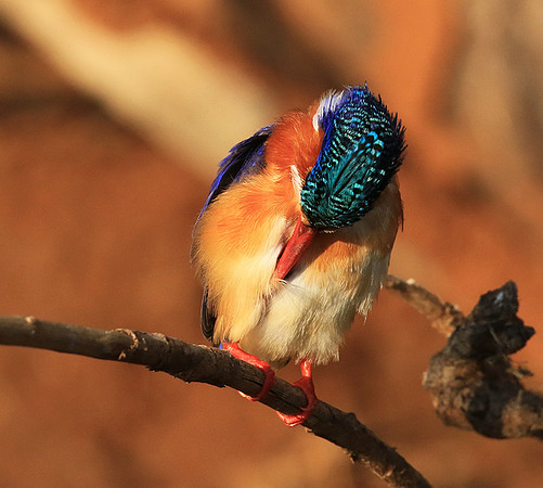 Malachite kingfisher - Malilangwe wildlife reserve