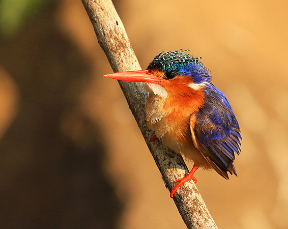 Malachite kingfisher - Malilangwe