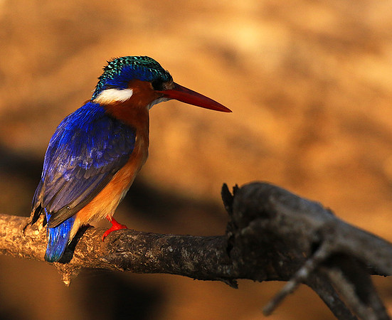 Malachite kingfisher - malilangwe