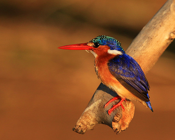 Malachite kingfisher - Malilangwe wildlife reserve