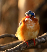Malachite kingfisher - Malilangwe