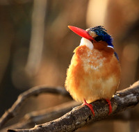 Malachite kingfisher - Malilangwe