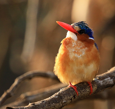 Malachite kingfisher - Malilangwe