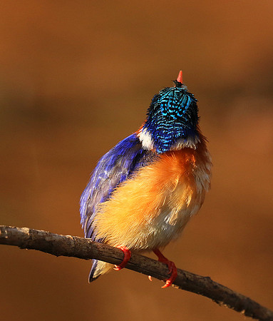 Malachite kingfisher - Malilangwe