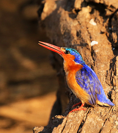 Malachite kingfisher - malilangwe
