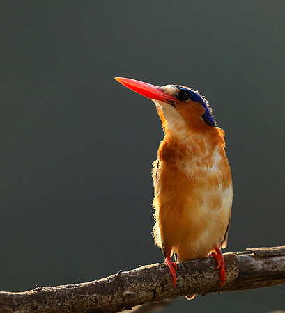 Malachite kingfisher - Malilangwe