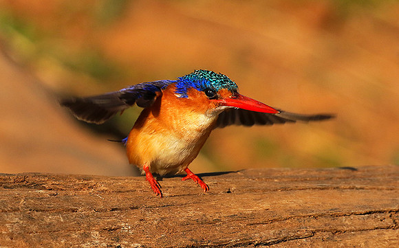 Malachite kingfisher - Malilangwe