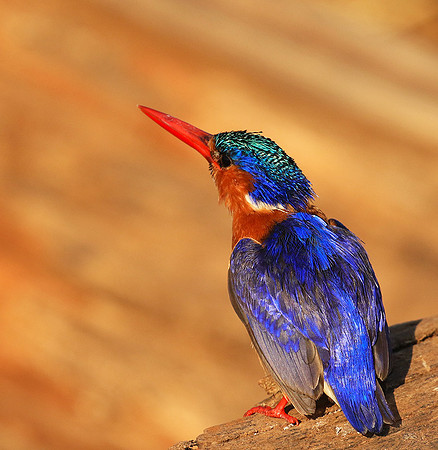 Malachite kingfisher - Malilangwe