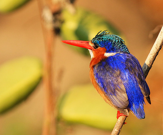 Malachite kingfisher - Malilangwe