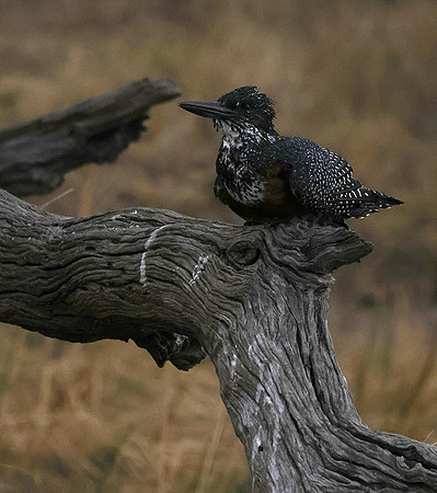 Giant kingfisher - Victoria falls