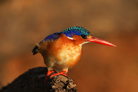 Malachite kingfisher - Malilangwe