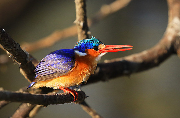 Malachite kingfisher - Malilangwe