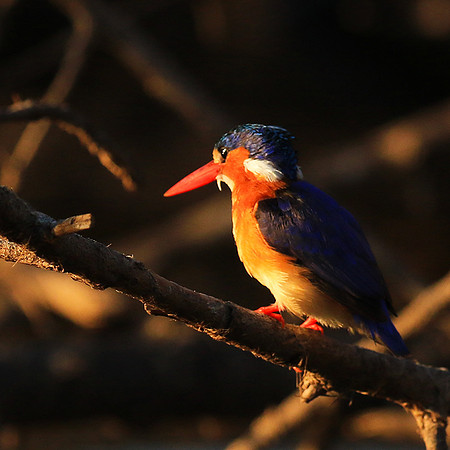 Malachite kingfisher - Malilangwe wildlife reserve