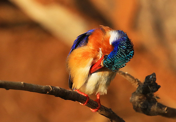 Malachite kingfisher - Malilangwe
