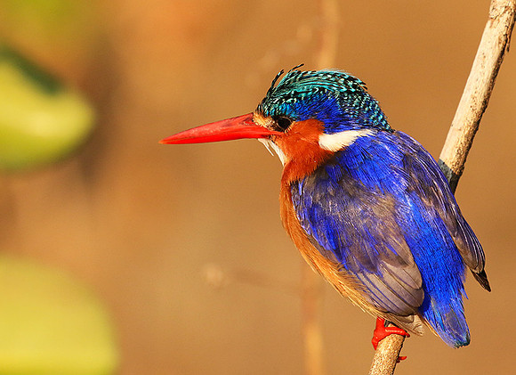 Malachite kingfisher - Malilangwe