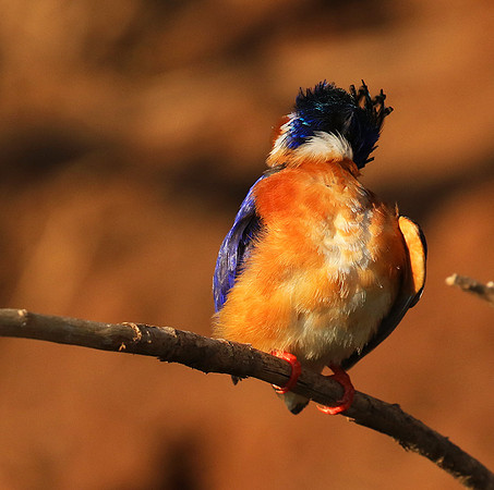 Malachite kingfisher - Malilangwe