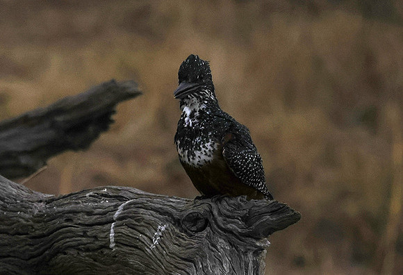 Giant kingfisher - Victoria falls
