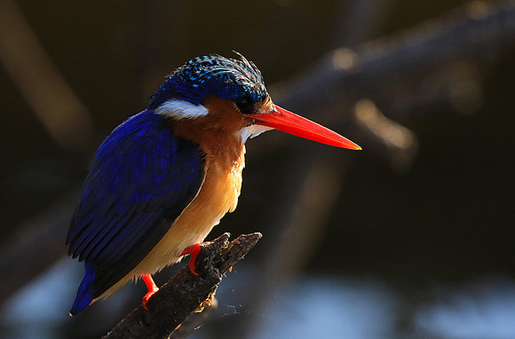 Malachite kingfisher - Malilangwe wildlife reserve