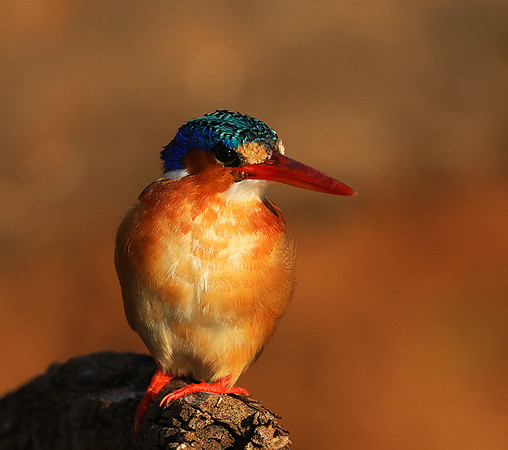 Malachite kingfisher - Malilangwe