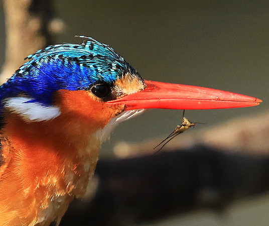 Malachite kingfisher - Malilangwe wildlife reserve