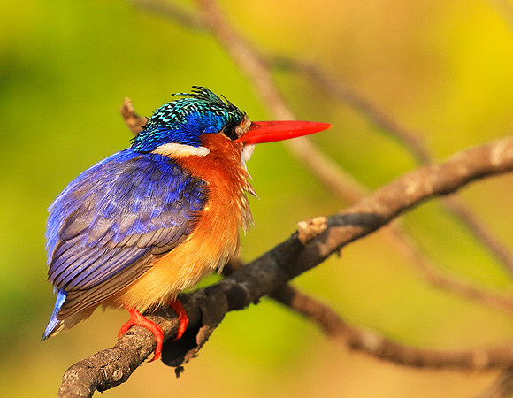 Malachite kingfisher - Malilangwe