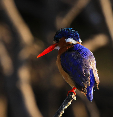 Malachite kingfisher - Malilangwe wildlife reserve