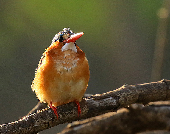 Malachite kingfisher - Malilangwe