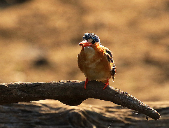 Malachite kingfisher - Malilangwe