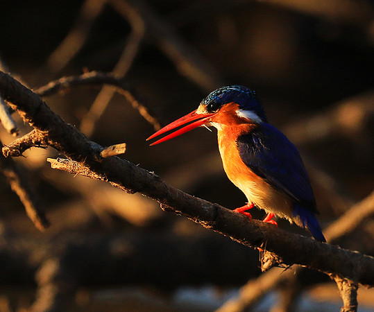 Malachite kingfisher - Malilangwe wildlife reserve