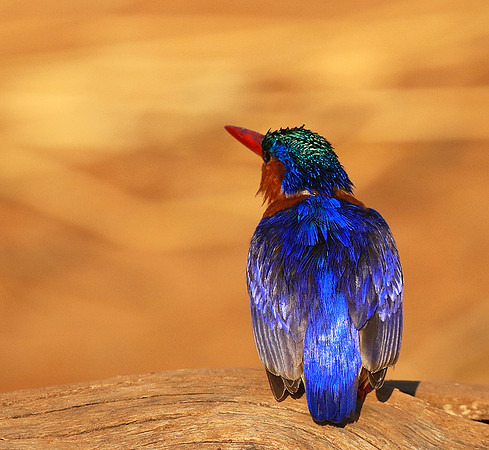 Malachite kingfisher - Malilangwe