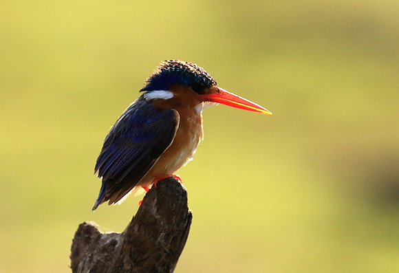 Malachite kingfisher - Malilangwe