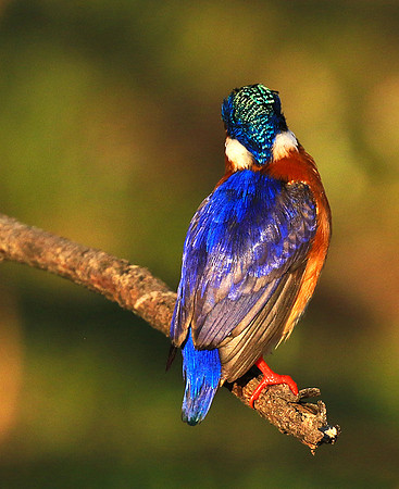 Malachite kingfisher - malilangwe