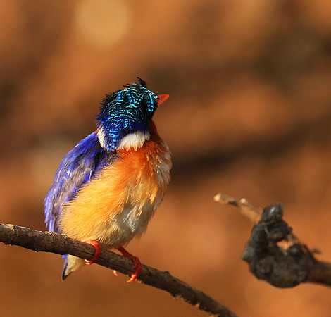 Malachite kingfisher - Malilangwe