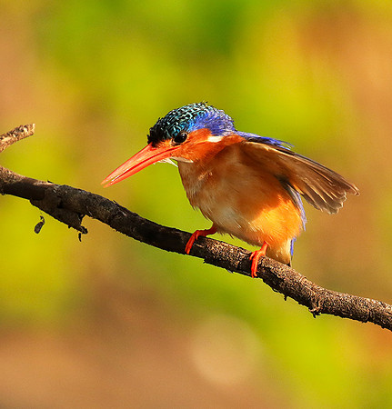 Malachite kingfisher - Malilangwe