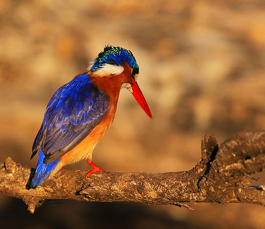 Malachite kingfisher - Malilangwe wildlife reserve