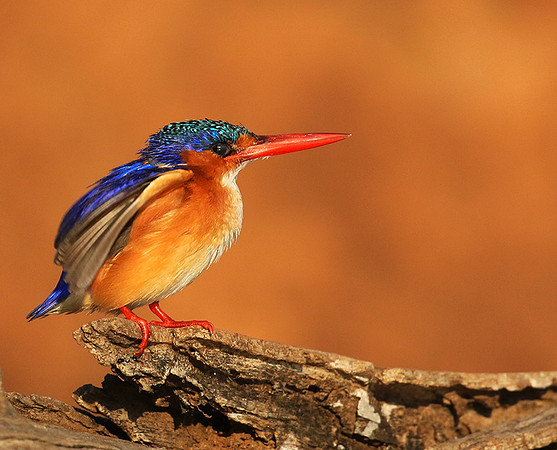Malachite kingfisher - malilangwe