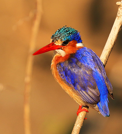 Malachite kingfisher - Malilangwe