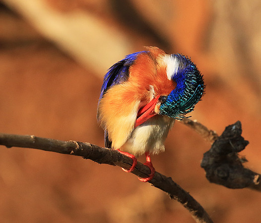 Malachite kingfisher - Malilangwe wildlife reserve