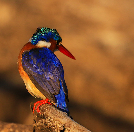 Malachite kingfisher - Malilangwe wildlife reserve