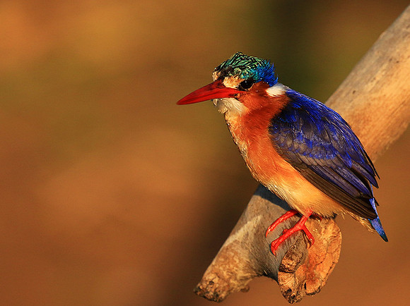 Malachite kingfisher - Malilangwe wildlife reserve