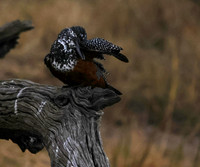 Giant kingfisher - Victoria falls