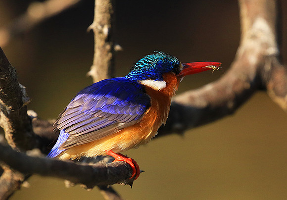 Malachite kingfisher - Malilangwe