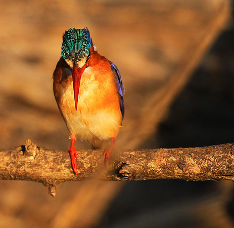 Malachite kingfisher - malilangwe