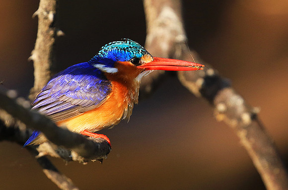 Malachite kingfisher - Malilangwe