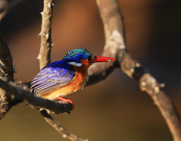 Malachite kingfisher - Malilangwe wildlife reserve