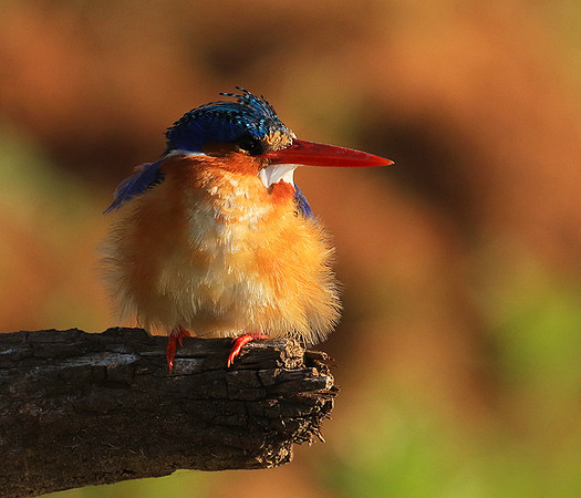 Malachite kingfisher - Malilangwe