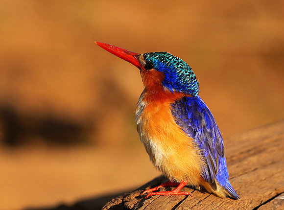 Malachite kingfisher - Malilangwe