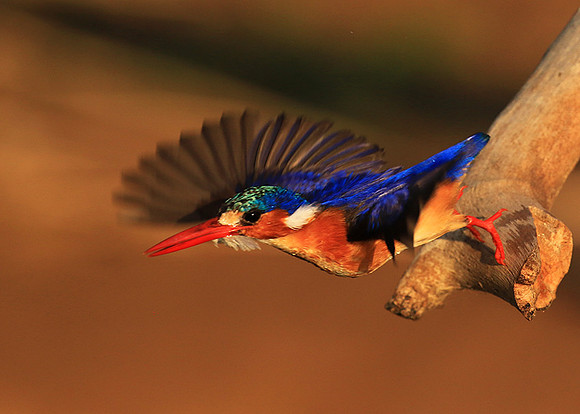 Malachite kingfisher - Malilangwe wildlife reserve