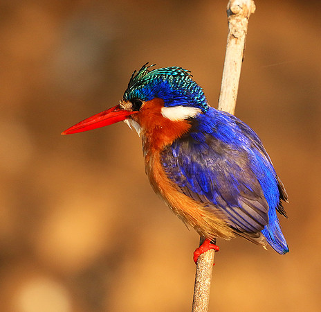 Malachite kingfisher - Malilangwe